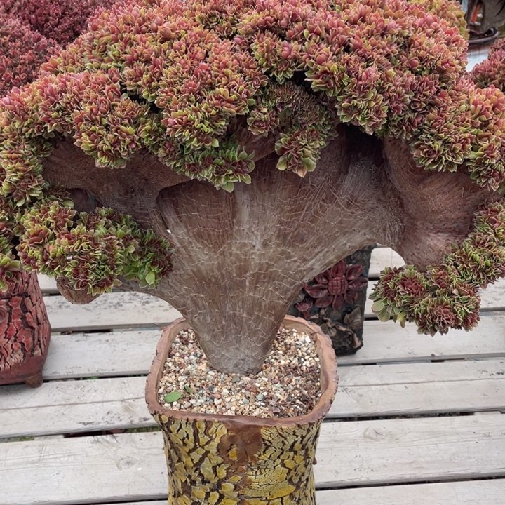 多肉多糖也太多吃起来有点辣