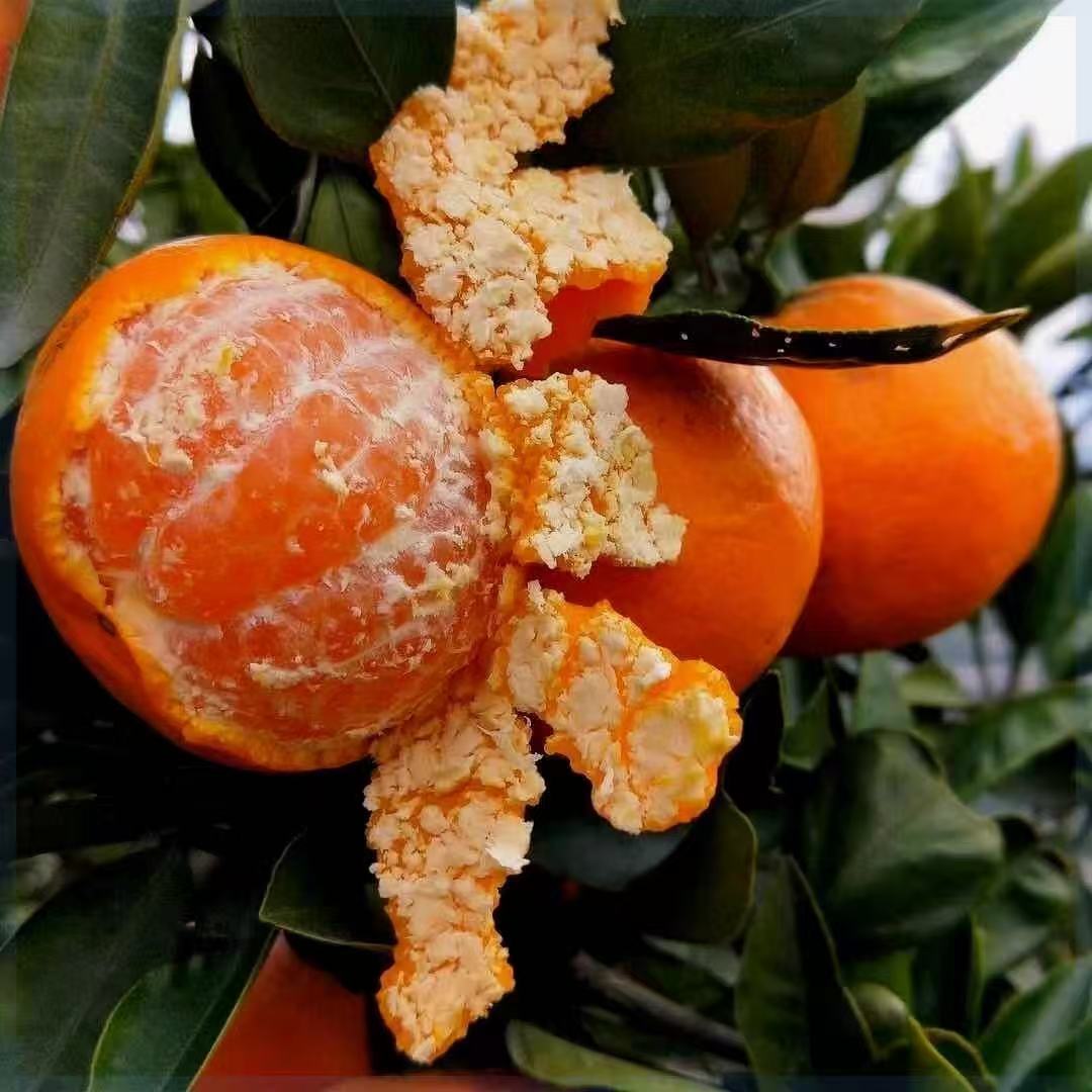 【无籽砂糖橘】正宗嫁接橘子树苗南北方盆栽地栽阳台庭院果树苗