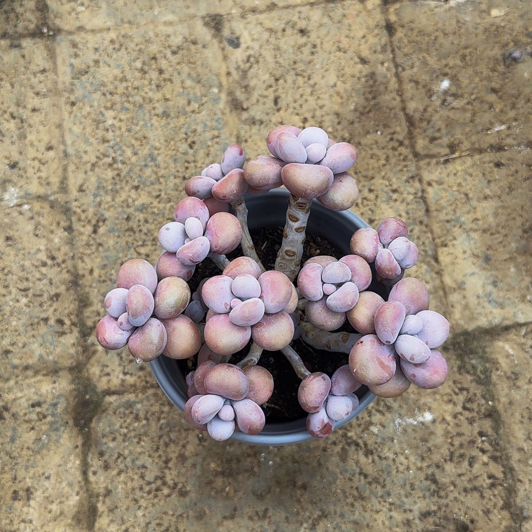 小金多肉，腰子桃蛋多肉植物