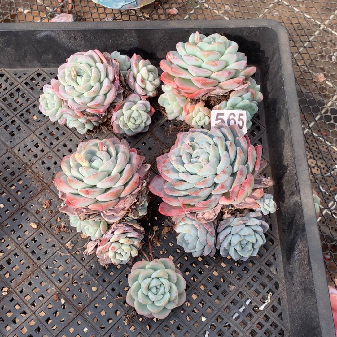 565冰玉多肉植物组合没售后