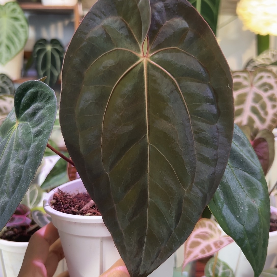 无花朵梅子酱花烛210