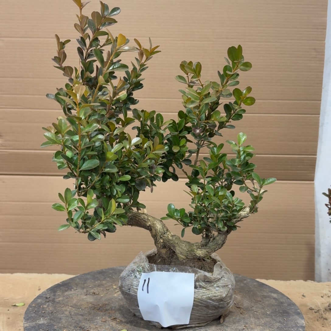 完全开放瓜子黄杨11