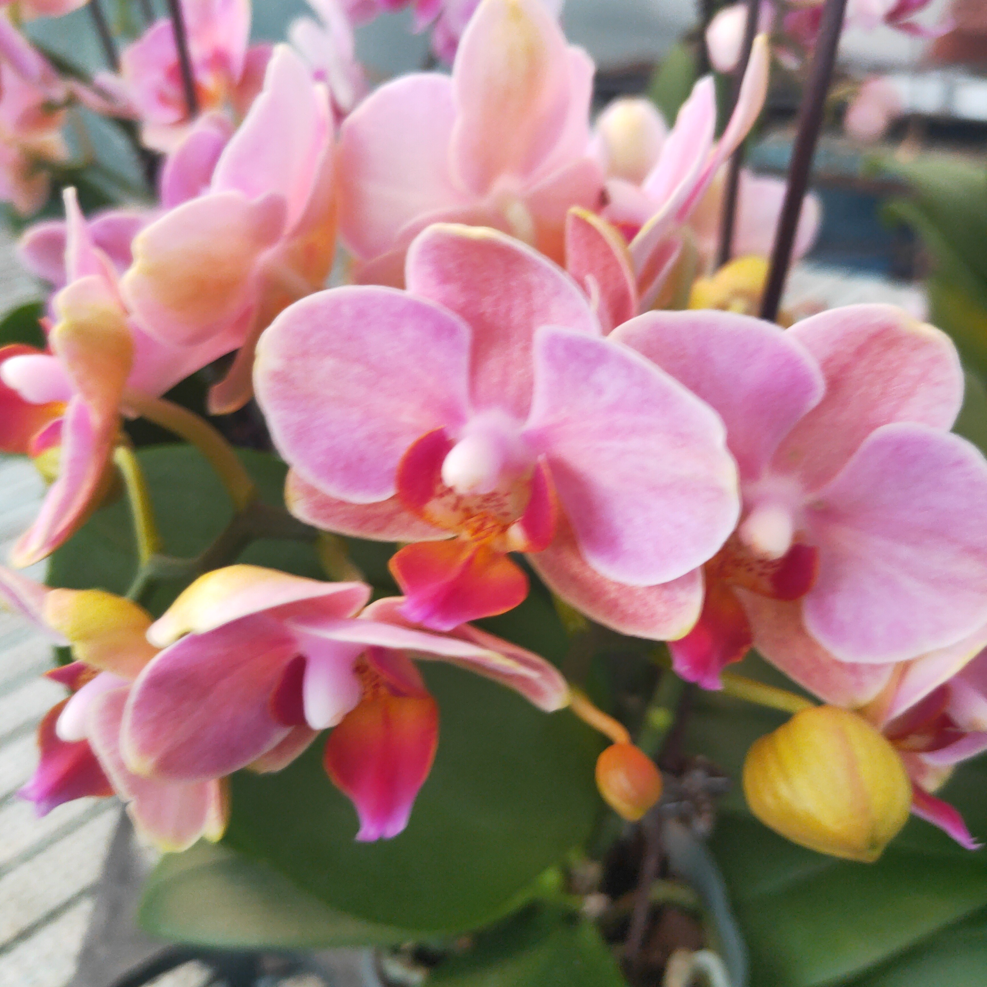 橙汁超大魔法正价买即赠随机花后苗进口洋兰成花室内盆栽办公室