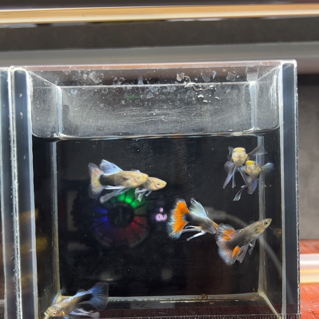 孔雀鱼蓝礼服长公4条（只能观赏）