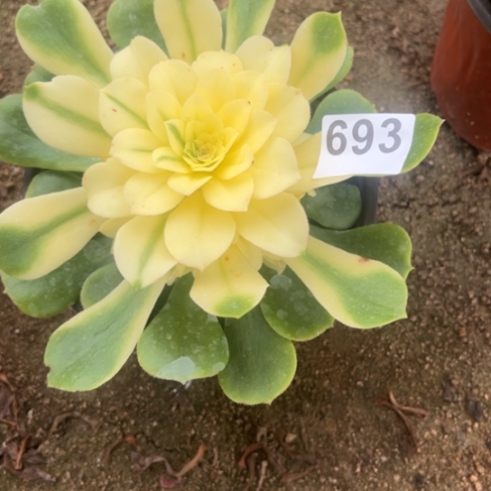 693辛尼亚多肉植物花花