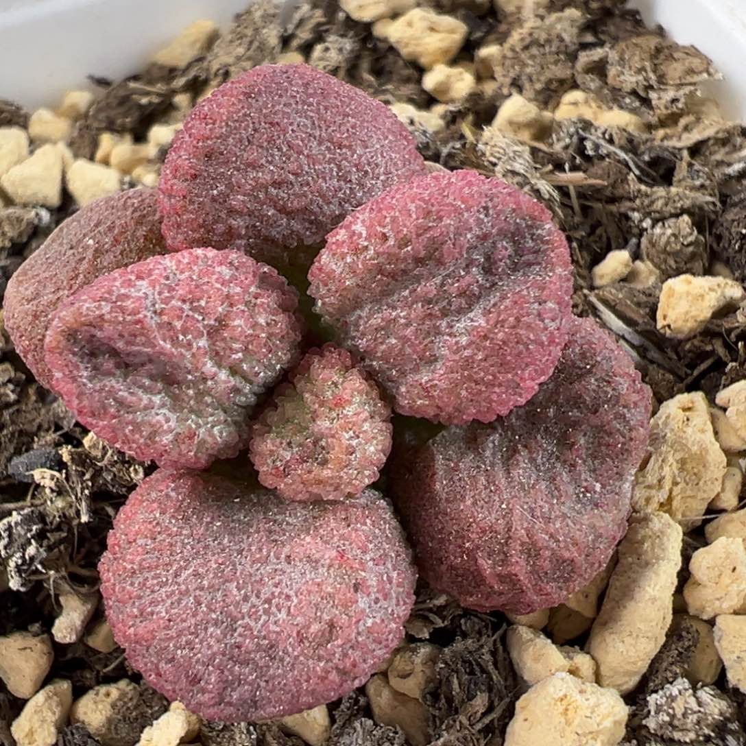 粉色新品多肉植物水泡