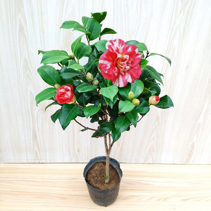 花露珍茶花带花苞山茶花庭院阳台好养花卉绿植易活