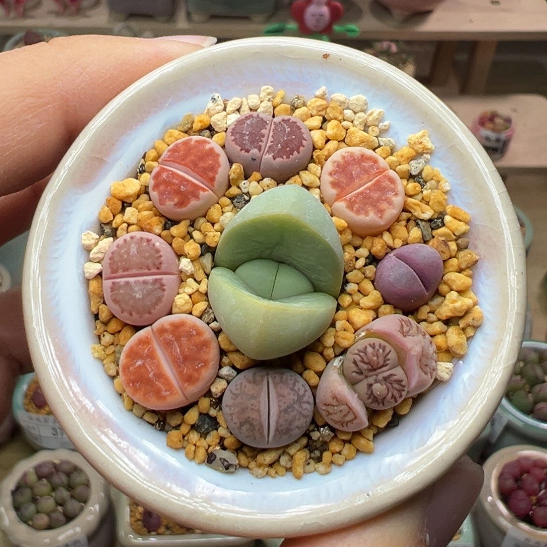 多肉植物116号彩色