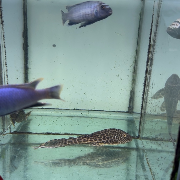 海水鱼三湖慈鲷，热带淡水鱼