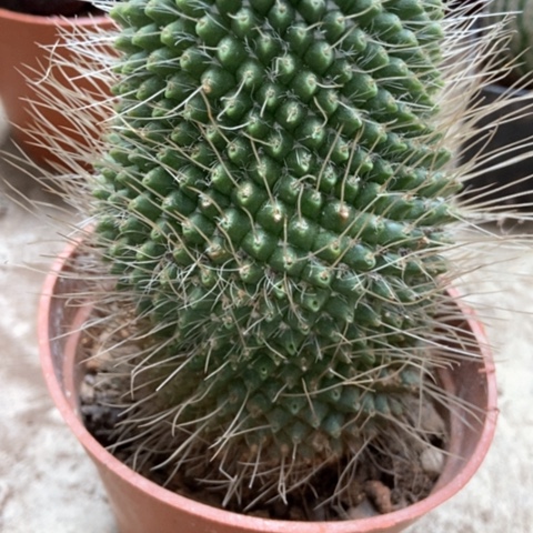 白柱仙人球15米仙人球