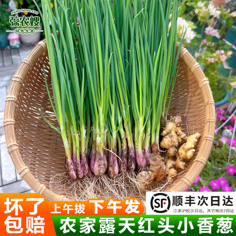 苏北农家小香葱新鲜红葱四季红头小葱当季纯天然绿色蔬菜葱苗葱种