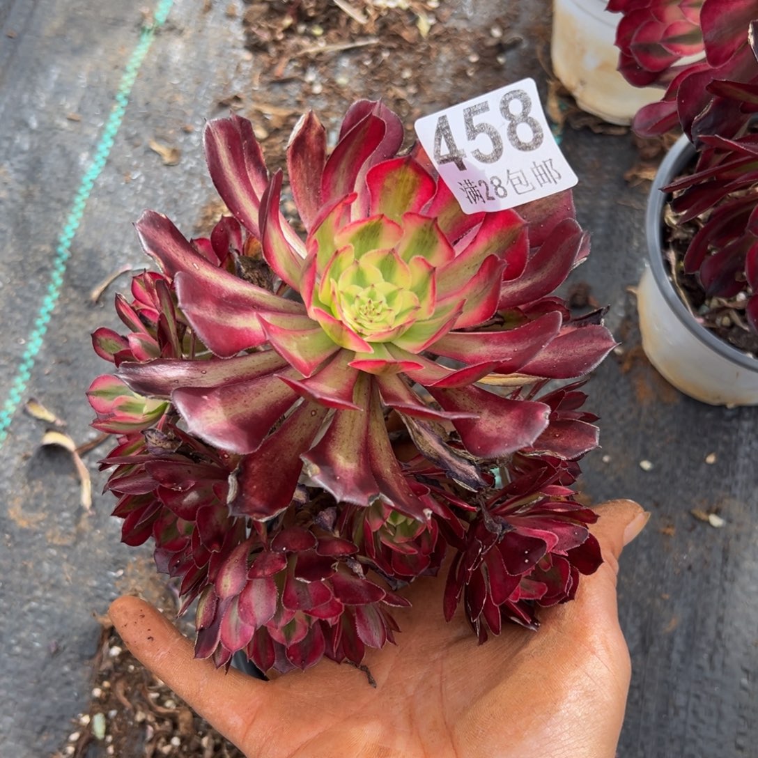 多肉植物458无售后