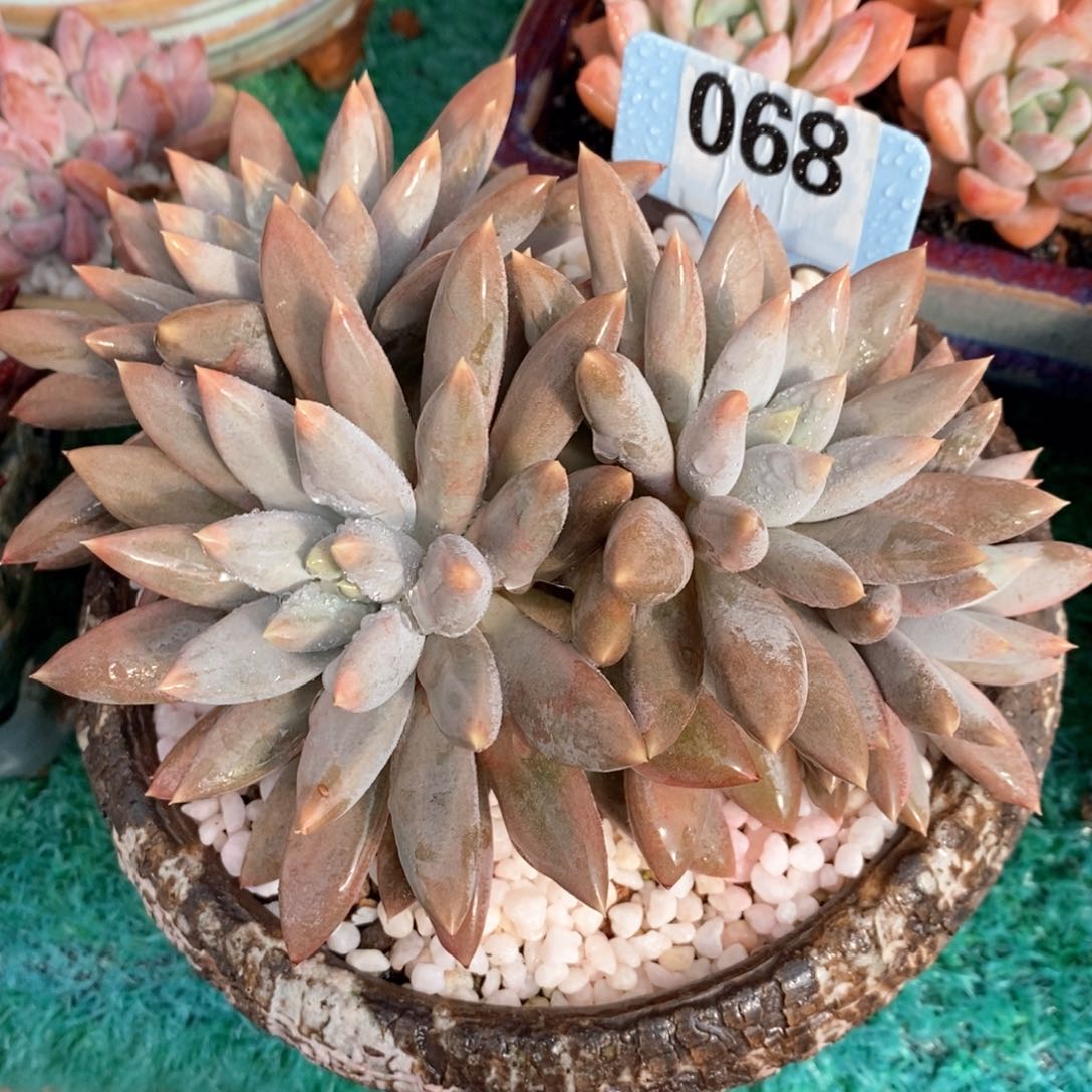 哥特萝莉多肉植物盆栽