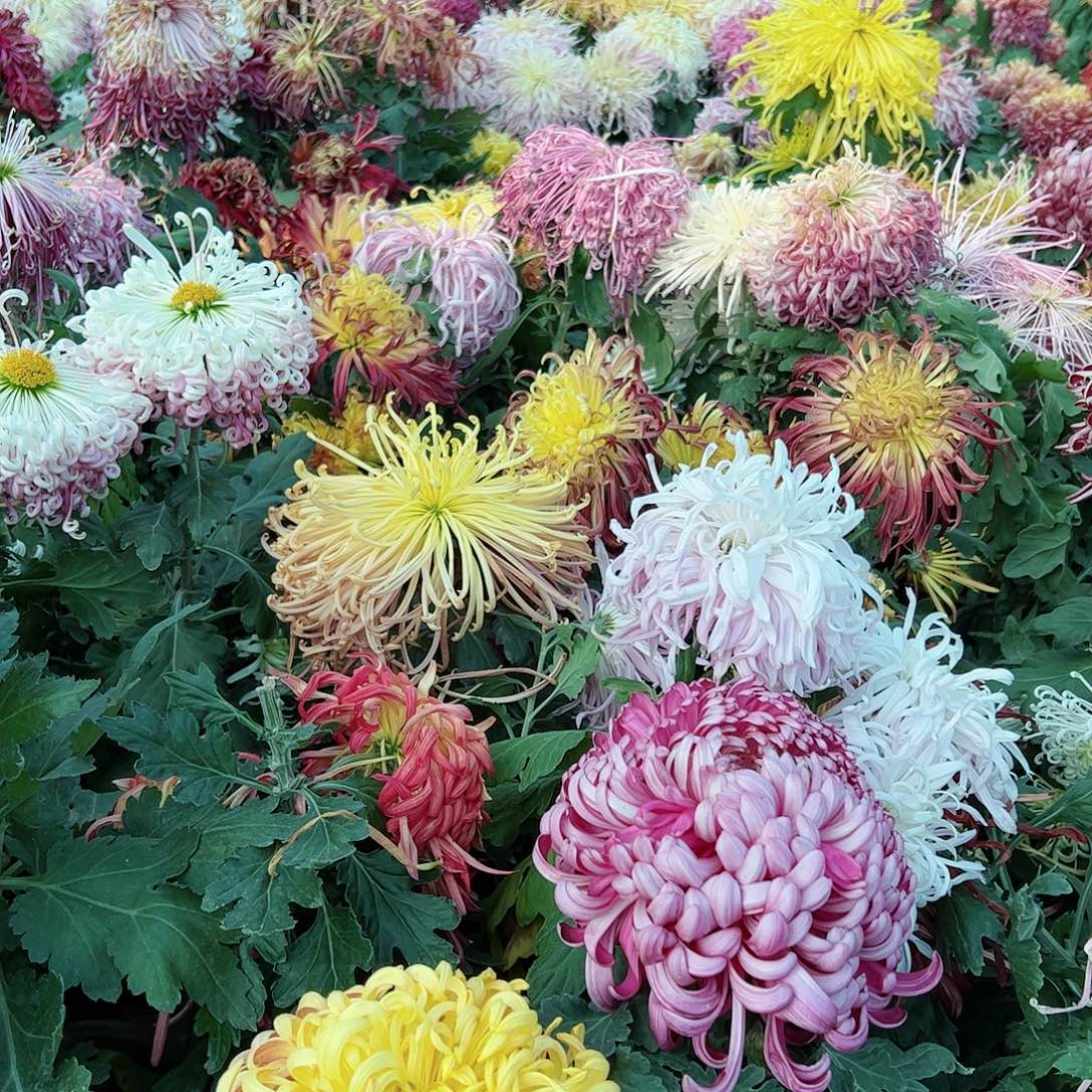 完全开放独本3个不同品随机发土球发不售后