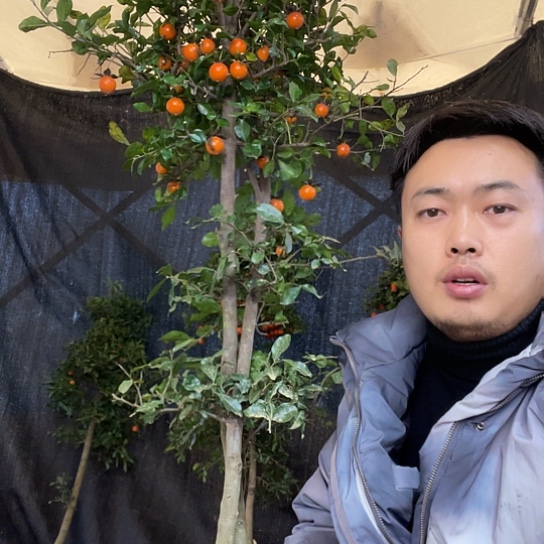 不开花植物金弹子庭院原生品种