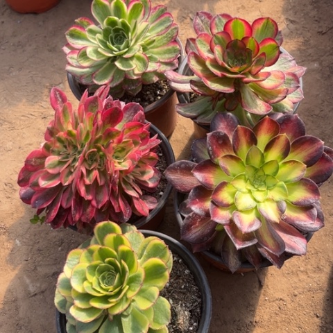 062多肉植物组合