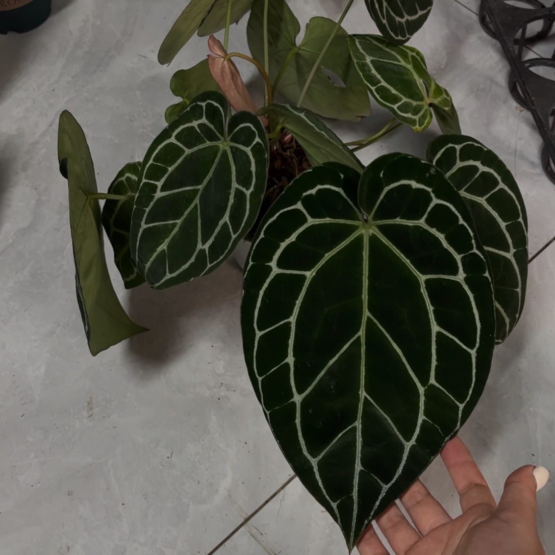 不开花植物黑水晶