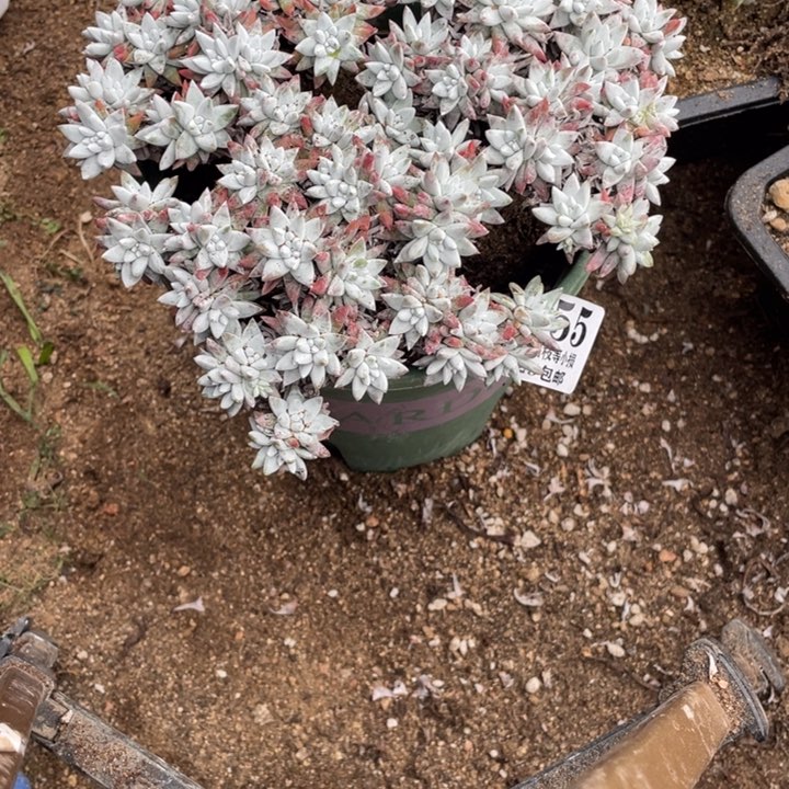 455号白菊多肉有干疤3颗