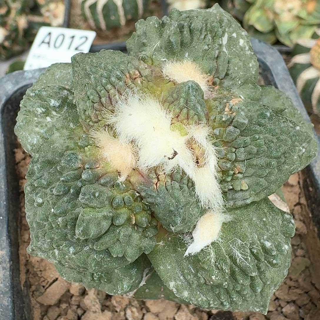 【闪购商品】苗接怒涛928