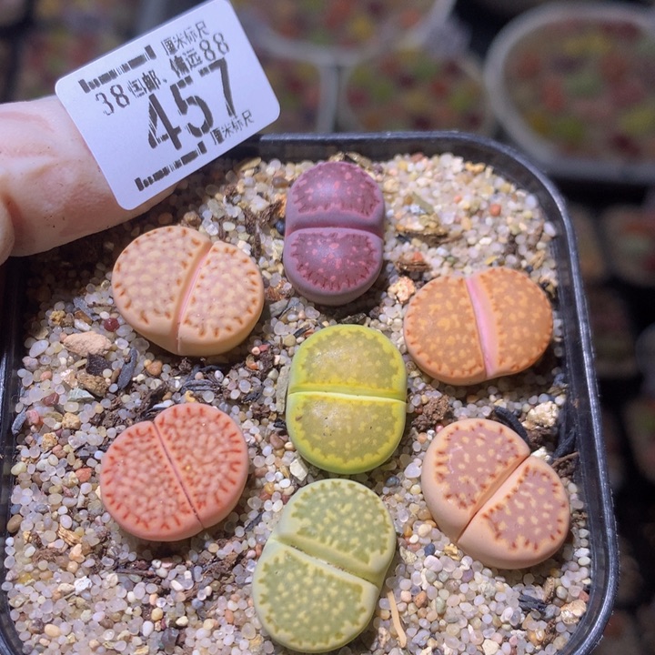 sss精品生石花457