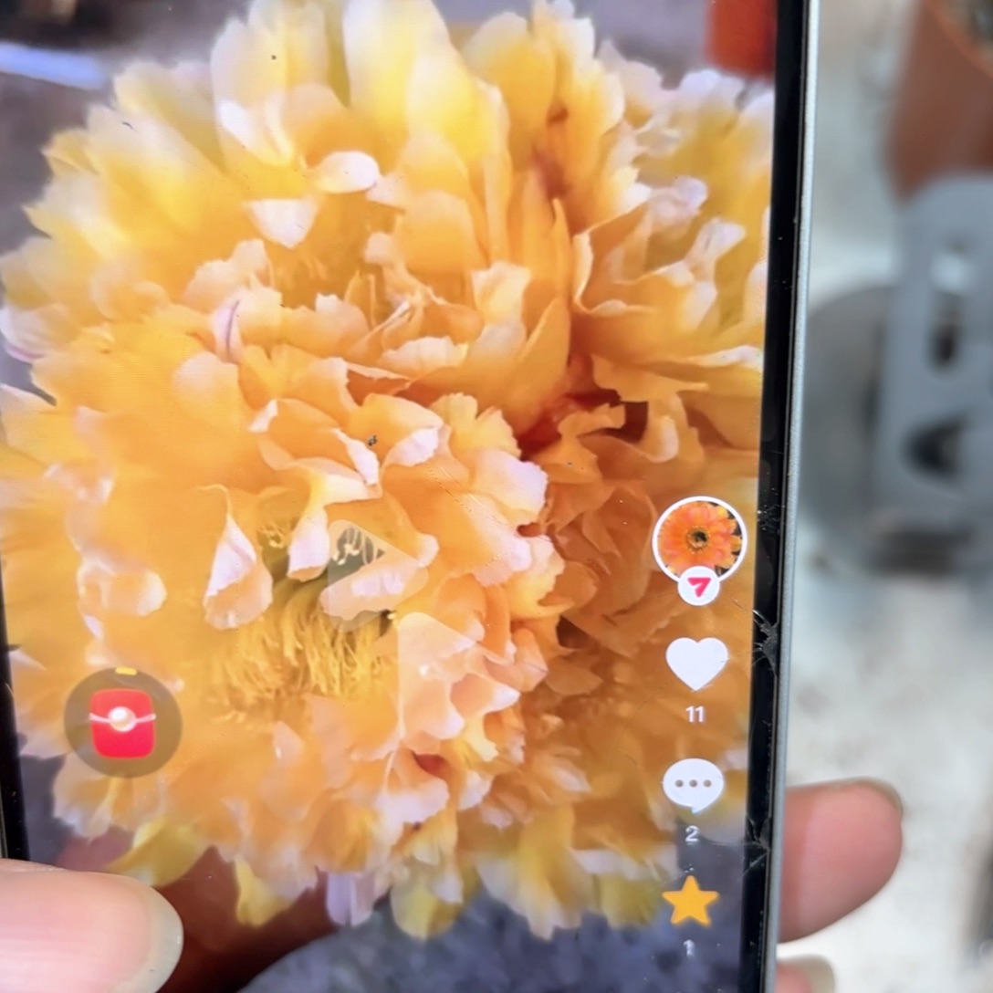 彩草黄金甲7公分左右