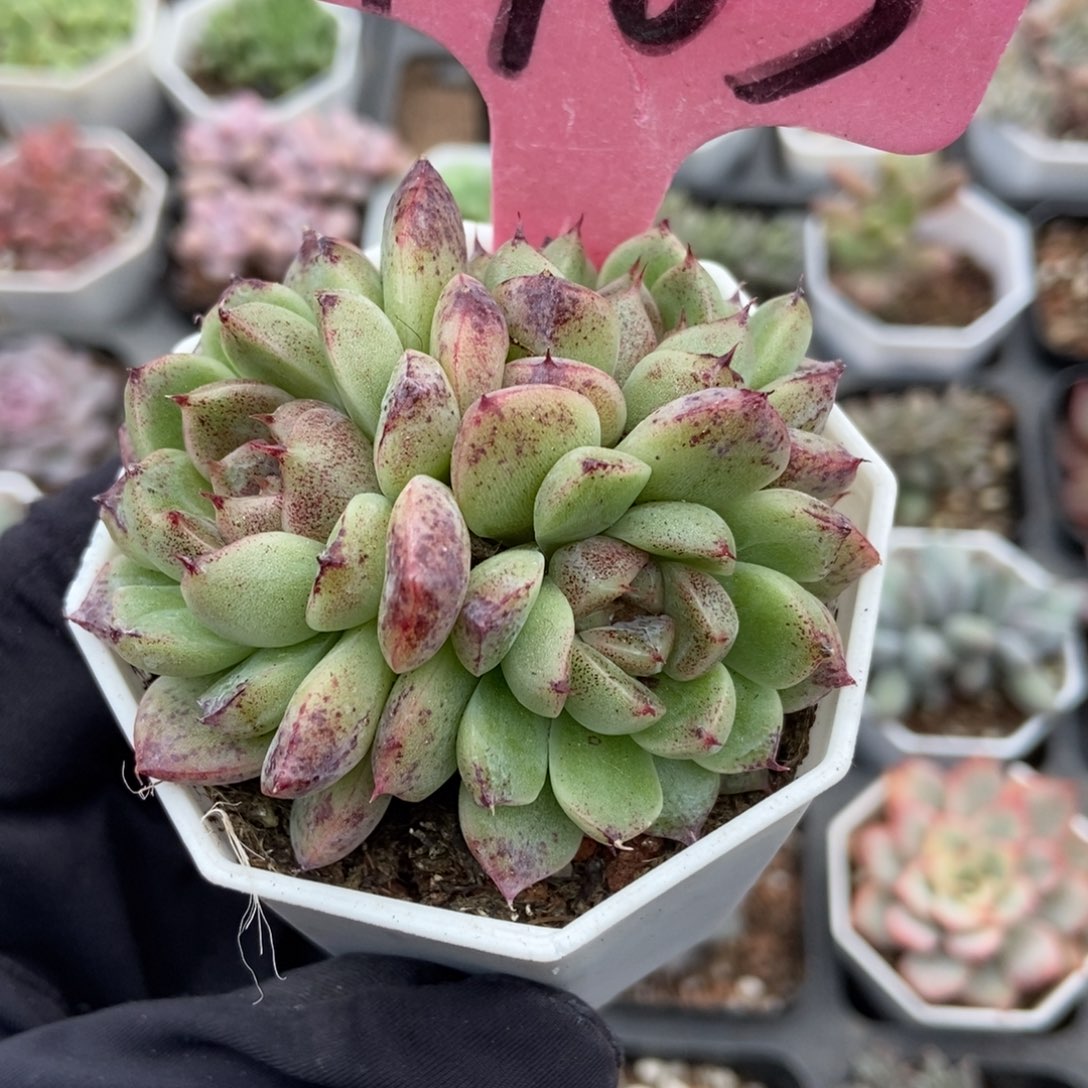 1903黑水晶多肉植物