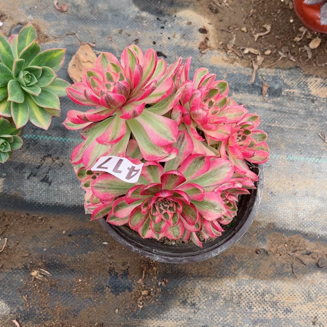 411倾城法师多肉植物