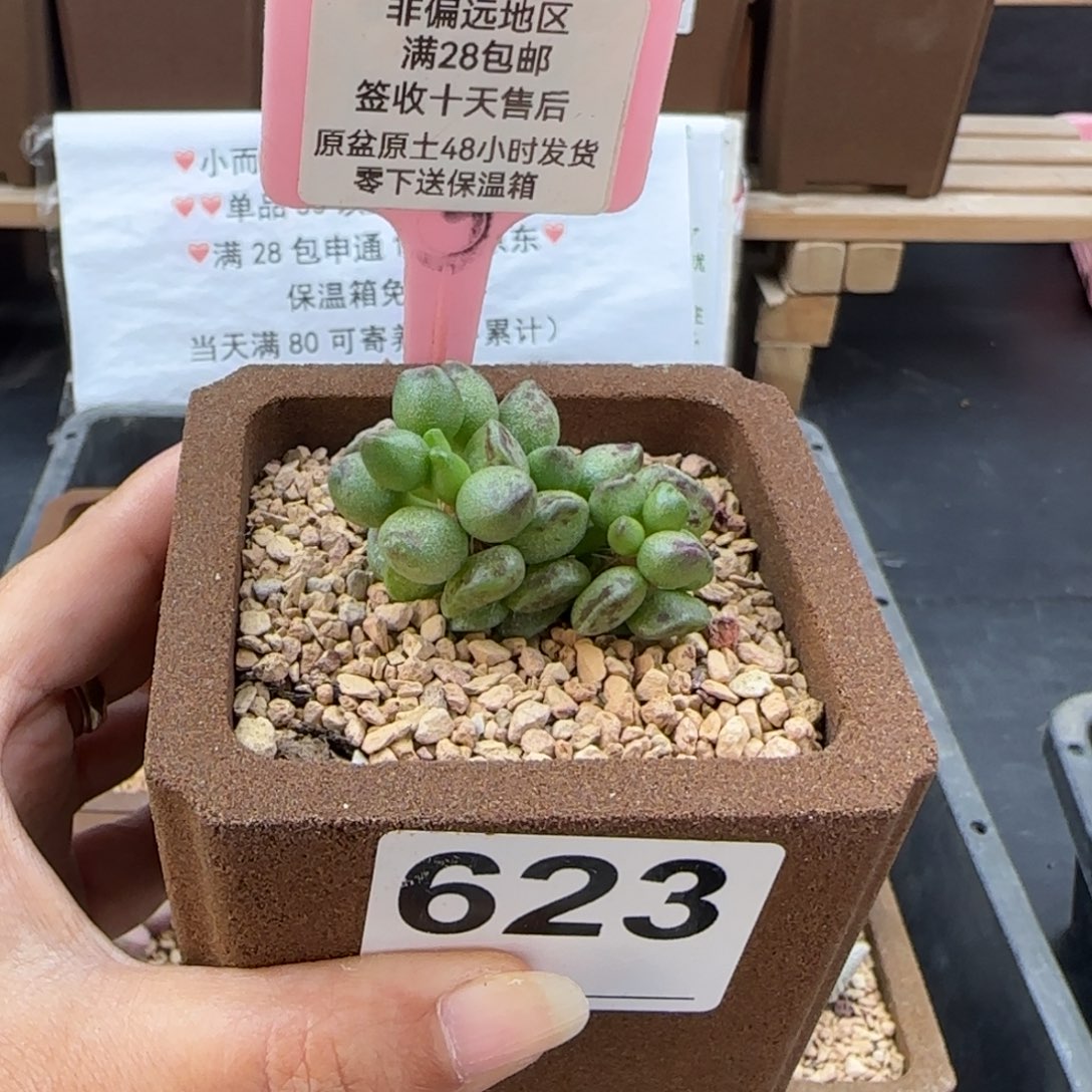 623鼓槌多肉的植物