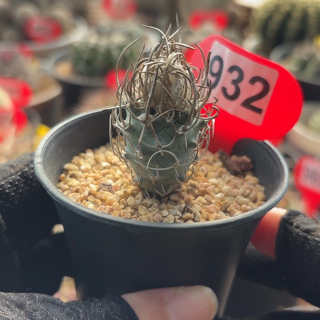 仙人球实生黄龙丸