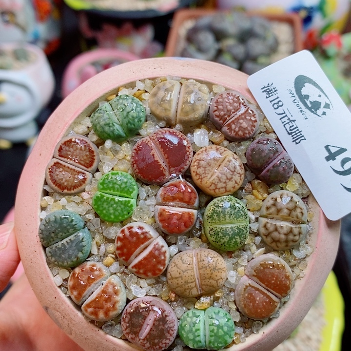 生石花喜干少浇水499