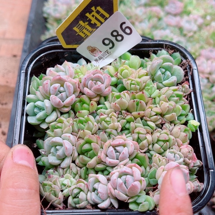 多肉植物多肉植物