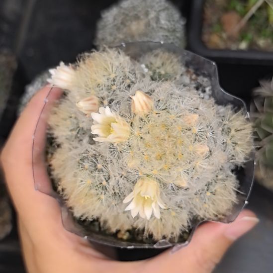 白星群直径6带土发货