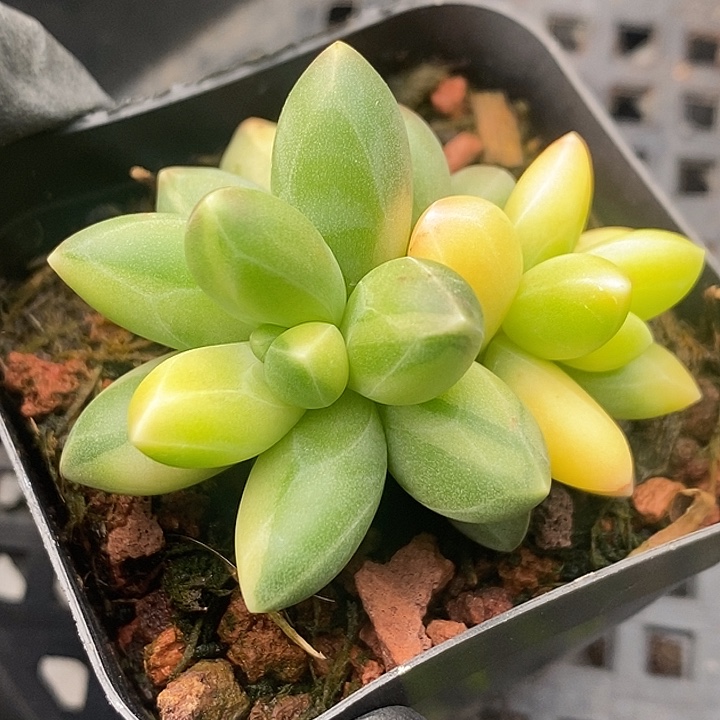 艾***丽千代田锦拉丝头肉