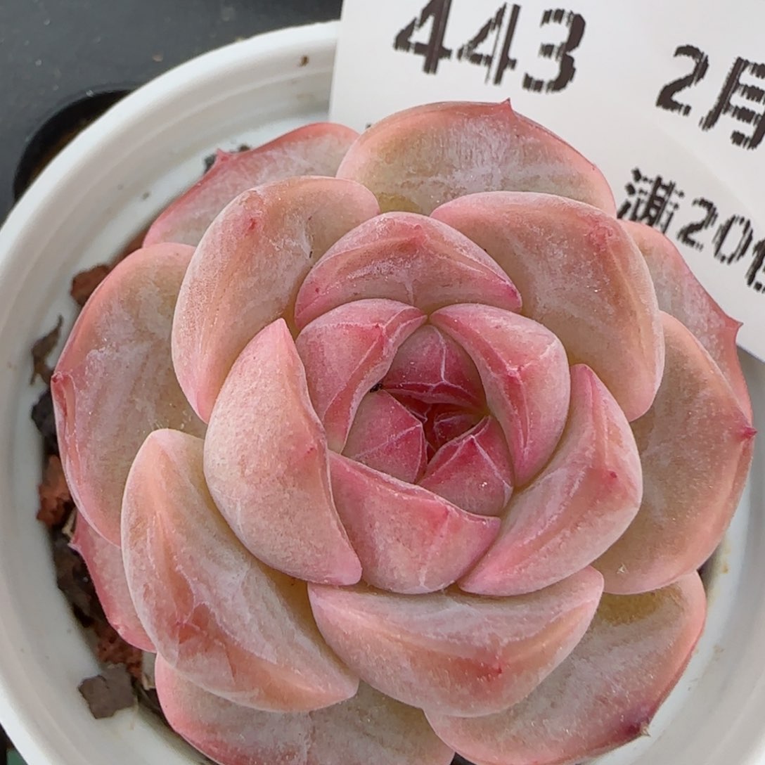 花语逸境0210-443