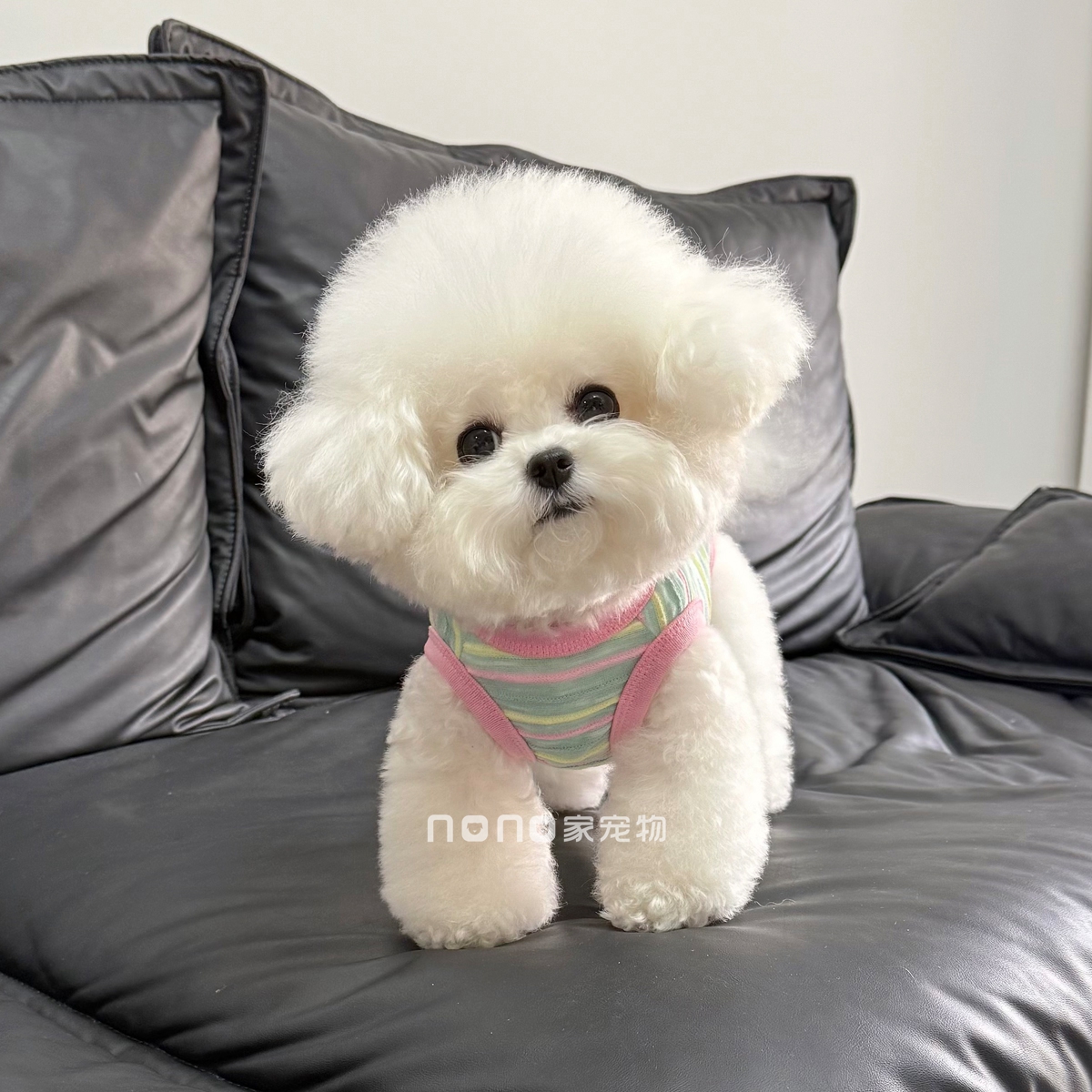 狗狗衣服夏季薄款条纹彩虹色包肚衣宠物比熊猫咪手术护肚空调服