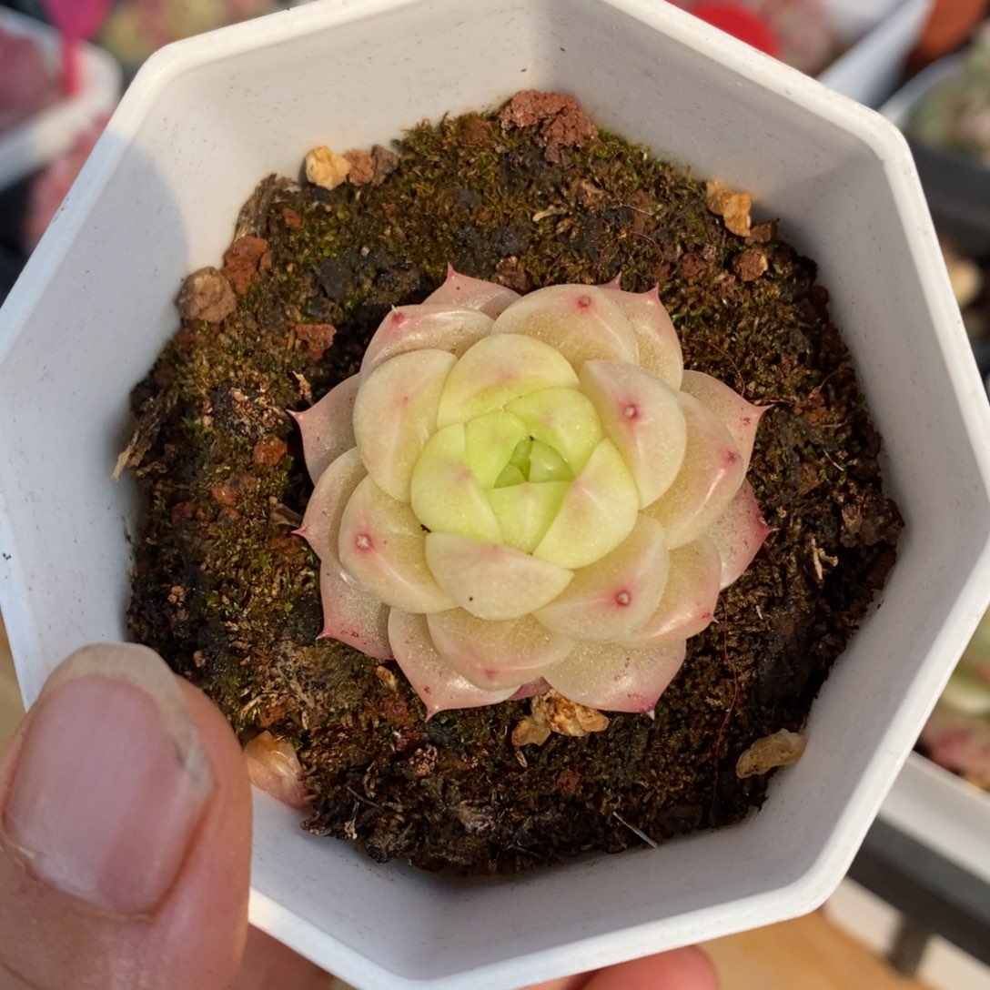 精品多肉一物． 一拍不包整126