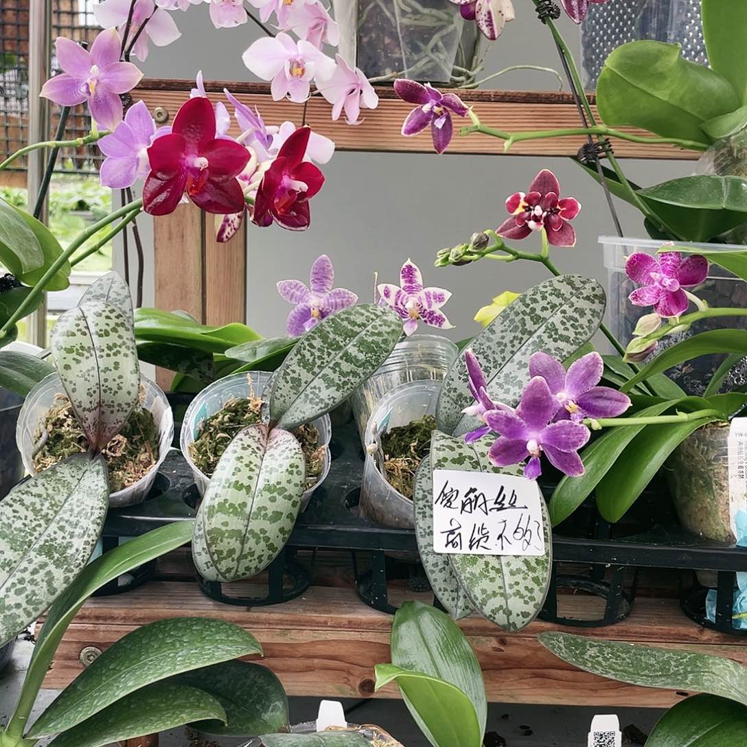 蛋***茶当前无花栽培后可以开花