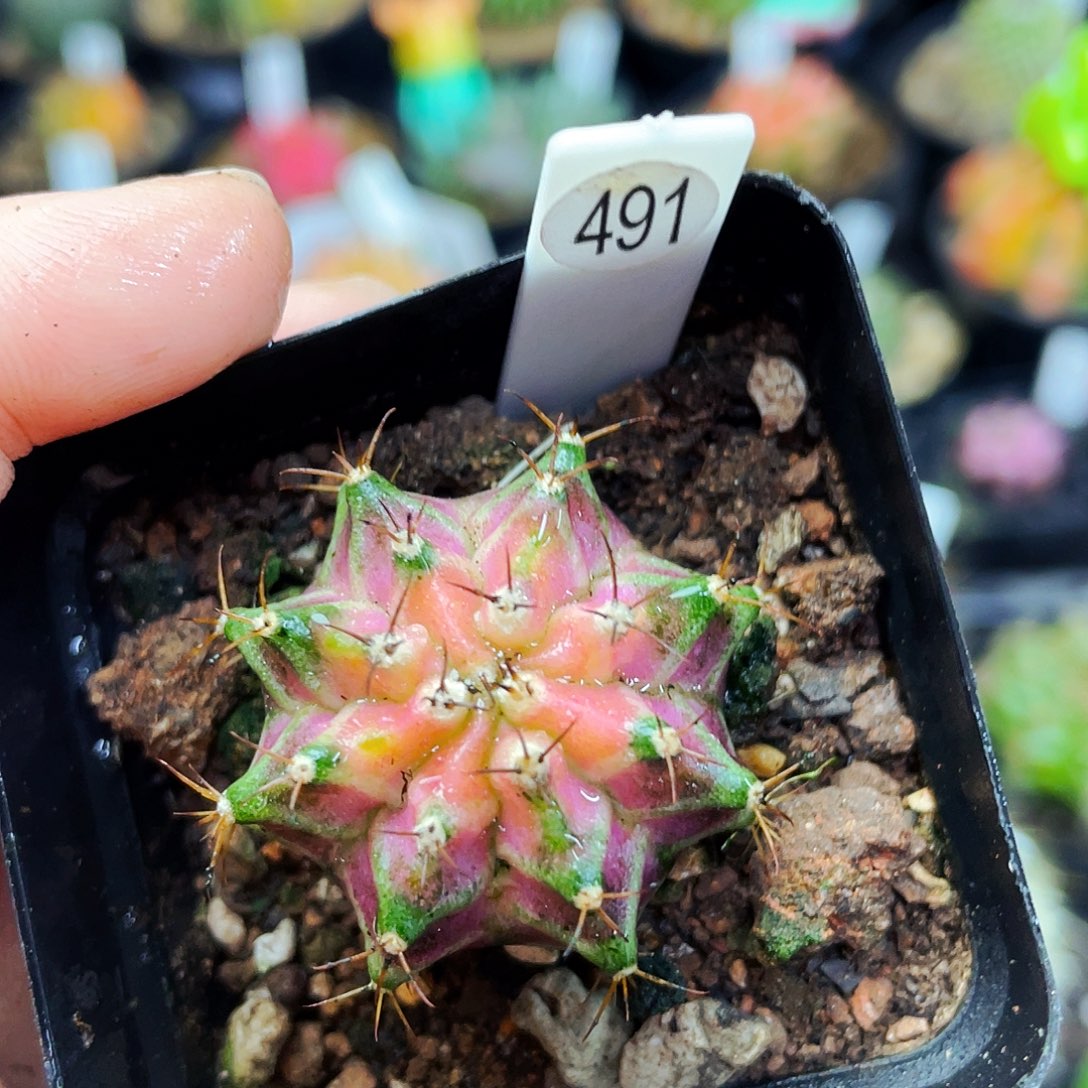 粉钻海神锦非偏远地区满25包邮仙人球