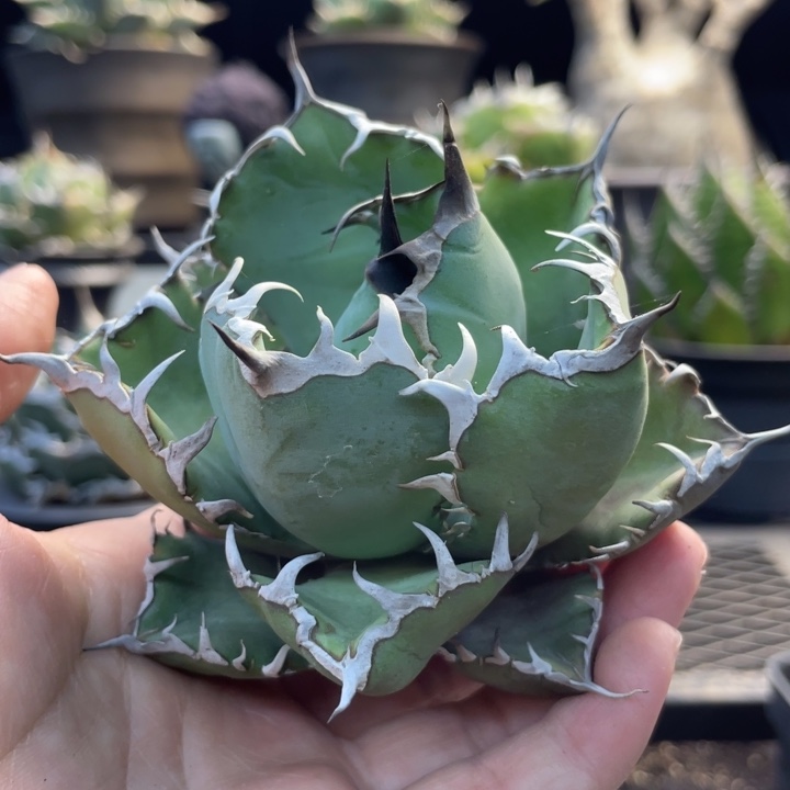 【闪购商品】黑鯨。    