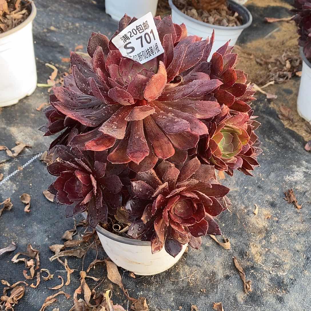 701万灰花脸多肉法师锦