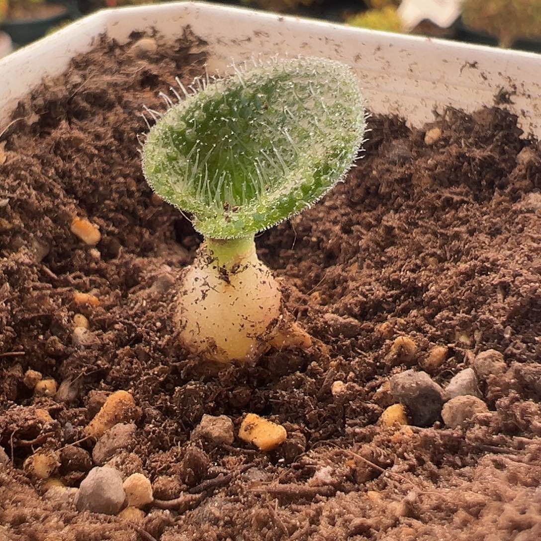 蔫****】319号毛叶立金花12.6多肉