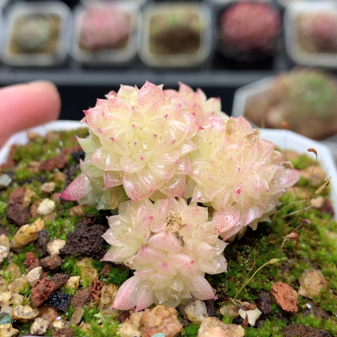 R4 ，柿子多肉20包邮