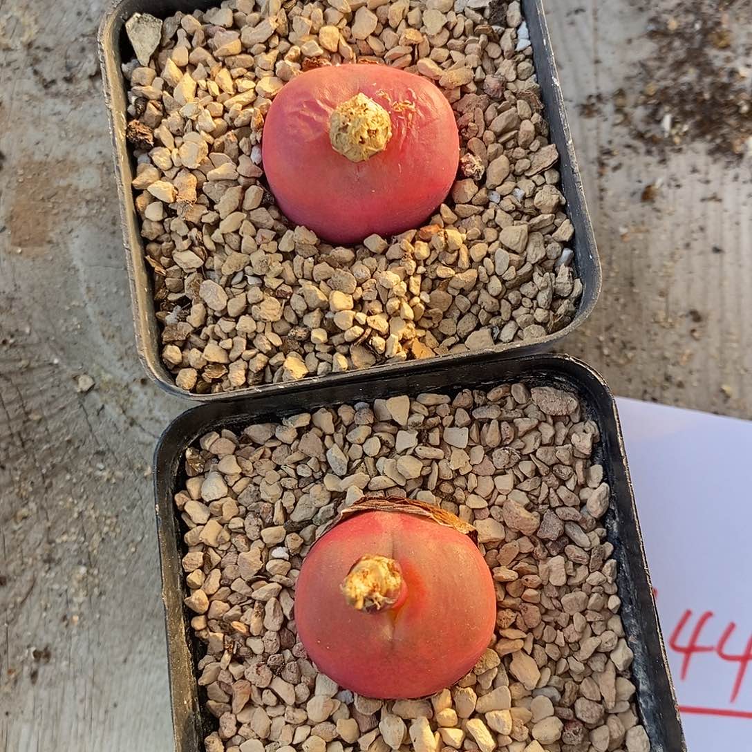 28144两颗一组。    