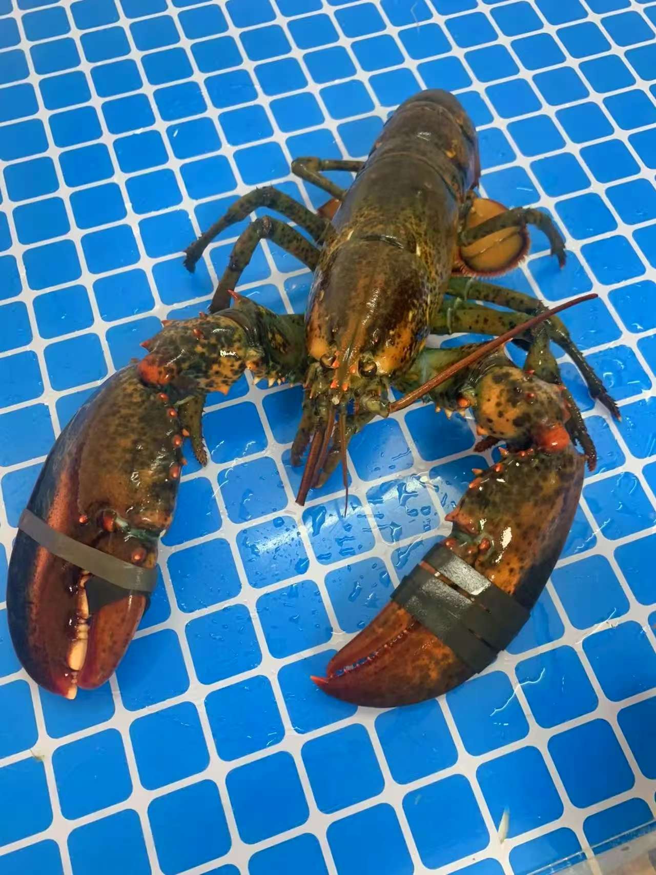 冰鲜波士顿龙虾（当天断氧货）