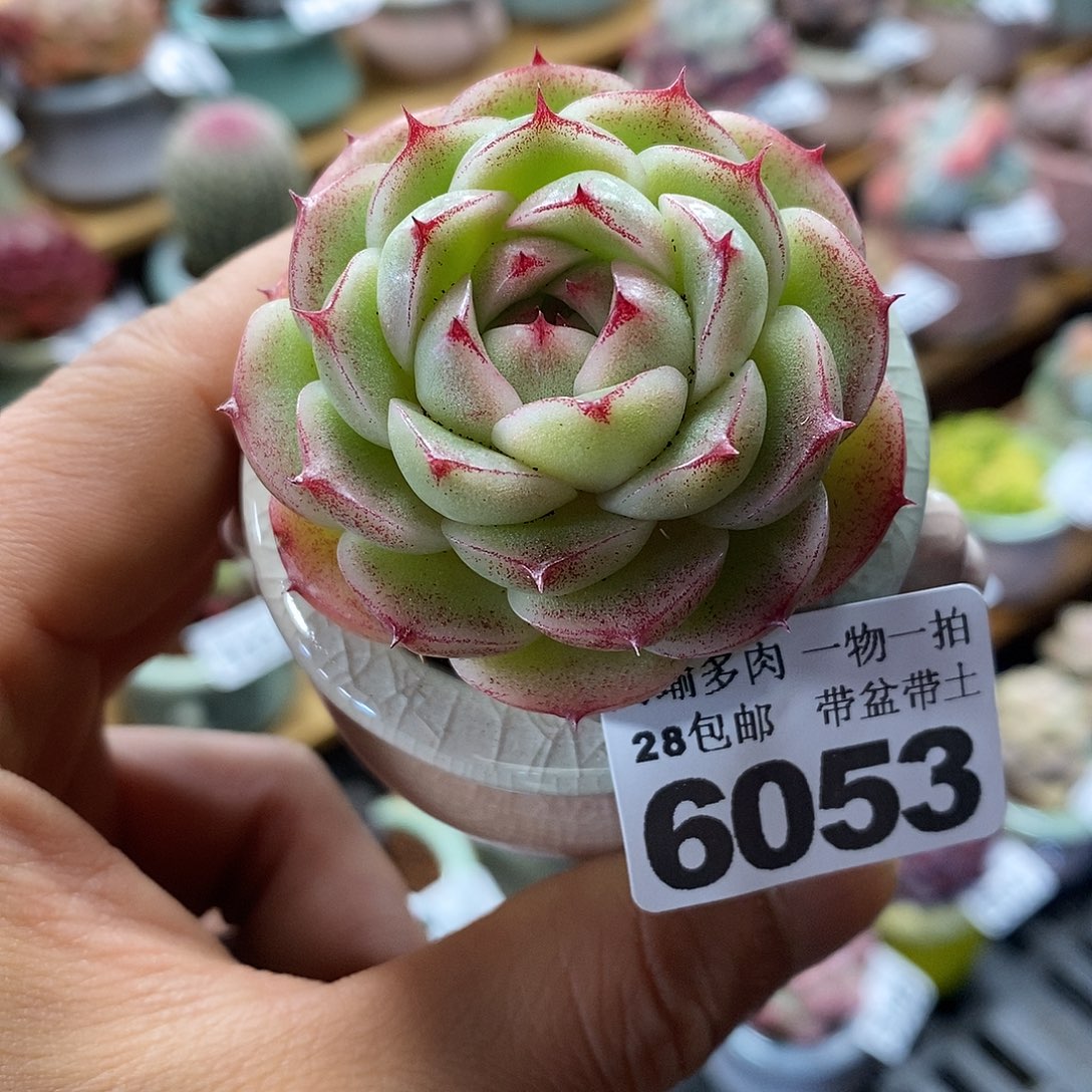 精控多肉植物6053