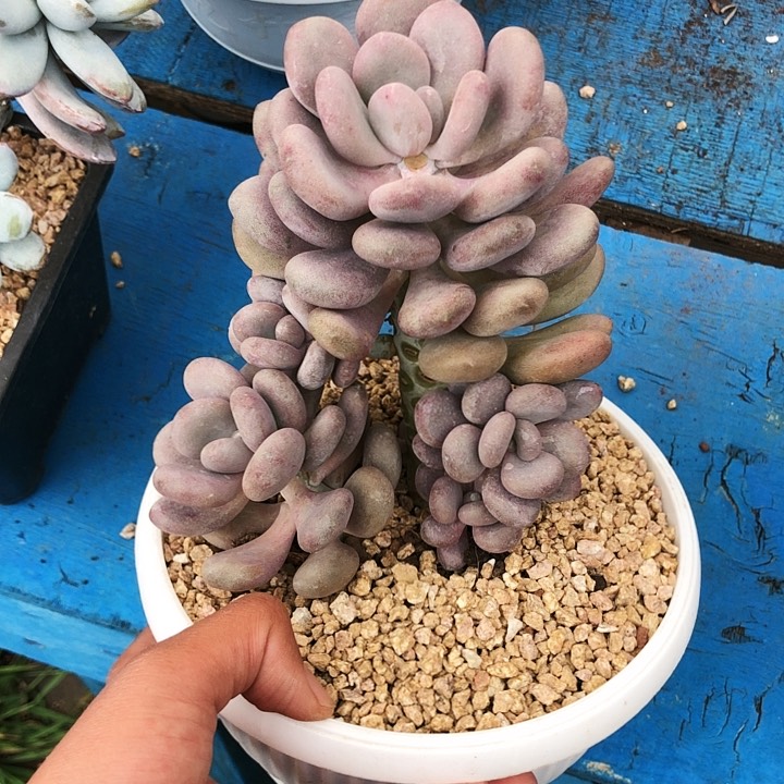 月美人大群多肉植物