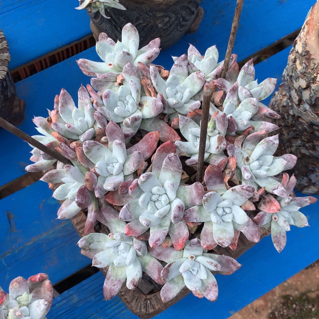 奥**1拇指换拇指杂补差价，多肉植物