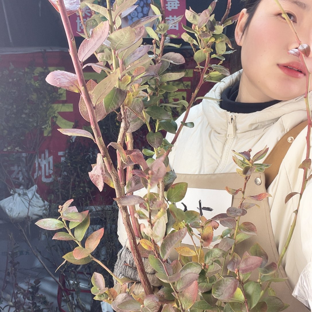 完全开放大果纯甜可口蓝莓