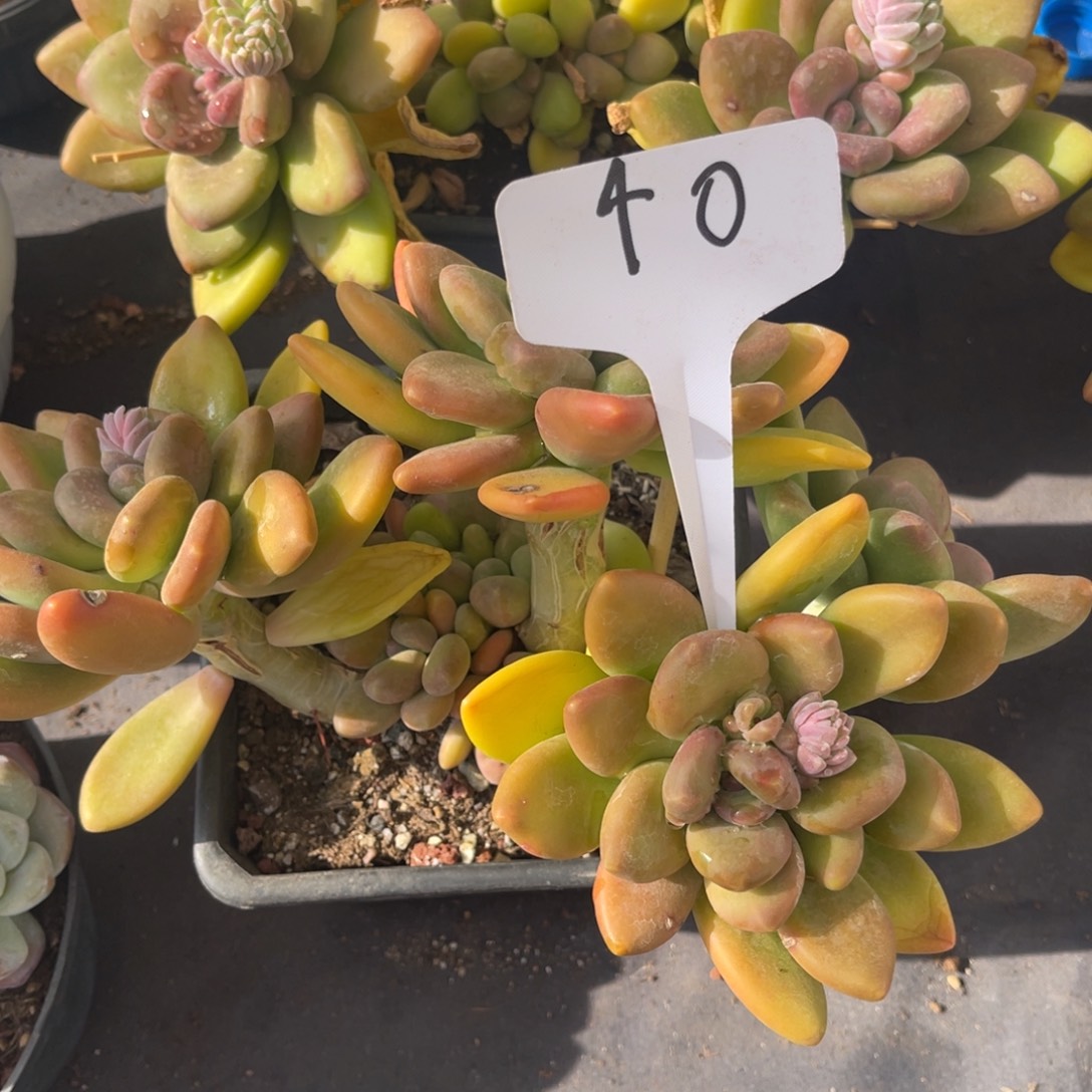 老阿姨花卉一物一拍40