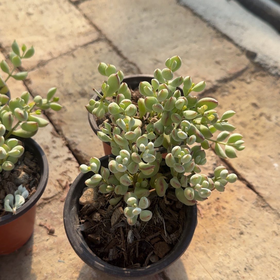 无花朵两盆90达摩福娘